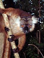 ���� ���� - ����